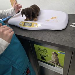 Dachshund Puppies from One love doxies