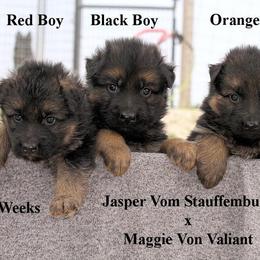 German Shepherd Puppies from Valiant Shepherds