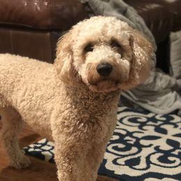 Cooper - Goldendoodle