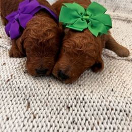 Poodle Puppies from CAStandardPoodles