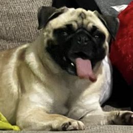 Pugs from Pinky's Puppies
