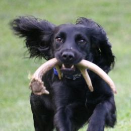 Luna - English Cocker Spaniel