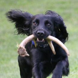 Luna - English Cocker Spaniel