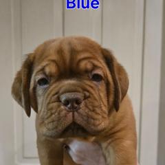Blue boy - Red male Dogue de Bordeaux puppy in Michigan from Boondocks Bordeaux