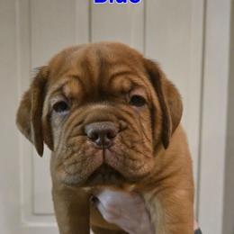 Blue boy - Red male Dogue de Bordeaux puppy in Michigan from Boondocks Bordeaux