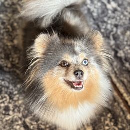 True - Pomeranian