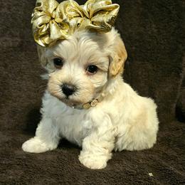 Maltipoo Puppies from Doggies4you