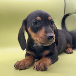 Nova - Black and tan female Dachshund puppy in Barstow, California from Kindle & Burrow Dachshunds