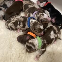 Australian Mountain Doodle, Bernedoodle, and Goldendoodle Puppies from Wynterwood Doodles