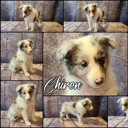 Shetland Sheepdog Puppies from Henotic Homestead's Shetland Sheepdogs