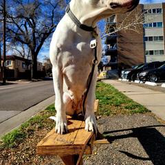Dogo Argentino All Grown Up from Driftwood dogos