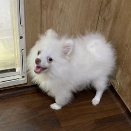 Boy 2 - Pomeranian puppy from Maxi’s Poms, LLC