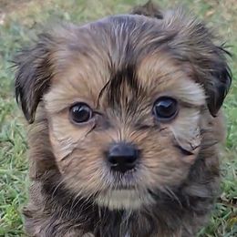 Dakota - Brindle and white male Shorkie puppy in Aurora, Missouri from KnJ Precious Paws LLC