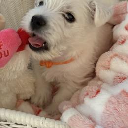 West Highland White Terrier Puppies from Highland Skye
