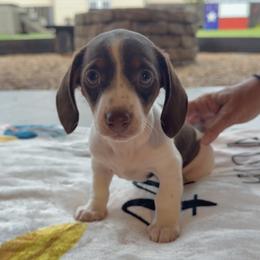 Snickers - Chocolate and tan female Dachshund puppy in Wichita Falls, Texas from D&A Doxie Belles