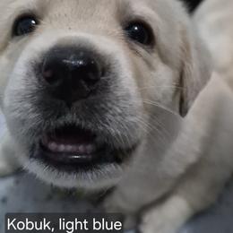 Kobuk Light Blue Collar - Yellow male Labrador Retriever puppy in Greenwich, Ohio from Pure Gem Kennel