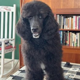 Poodle puppies from Leslie's Poodles