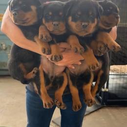 Rottweiler puppies from Power Hause Kennels