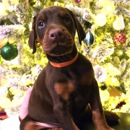 Miss Hazel - Red and rust female Doberman Pinscher puppy in Chagrin Falls, Ohio from Schloss Velburg Dobermanns