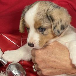Gracie - Sable merle and white female Cardigan Welsh Corgi puppy in Brookings, Oregon from Dragonfly Cardigans