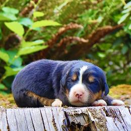 Shazam (Orange Collar) - Black rust and white male Bernese Mountain Dog puppy in Stanwood, Washington from Butter Cup Pups and Paws