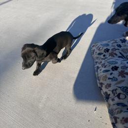 Layla - Black female Dachshund puppy in Paso Robles, California from Nicole's Dachshunds