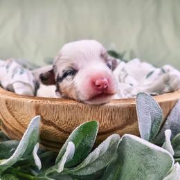 Louie - Blue merle and white male American Corgi puppy in Taylorsville, North Carolina from America's Red White and Bluie Corgis