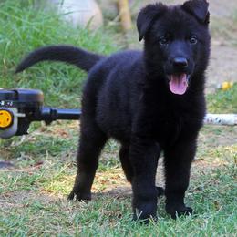 German Shepherd Puppies from Vom Anfang German Shepherds