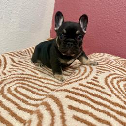 Bruce - Tricolors male French Bulldog puppy in Neosho, Missouri from K2S Frenchies