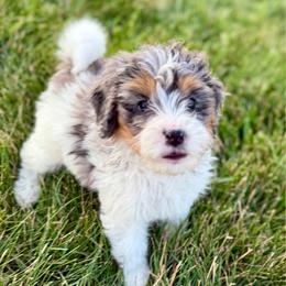 Coral - Tri-color female Bernedoodle puppy in Bowling Green, Ohio from Windy Creek Doodles