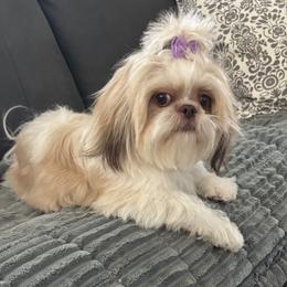 Addie - Shih Tzu