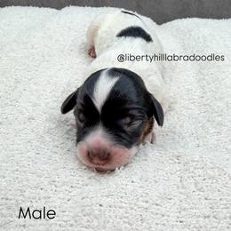 Doc Hudson - Black male Australian Labradoodle puppy in Denton, Texas from Liberty Hill Labradoodles