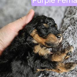 Purple Collar - Brindle female Poodle puppy in Poplar Grove, Illinois from Awesome Paws