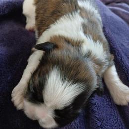 Boy 2 - Brindle and white male Shih Tzu puppy in Benbrook, Texas from 2 Sons & 4 Paws Puppies