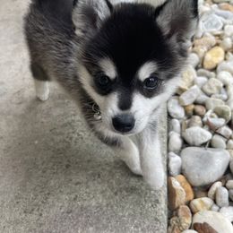 Alaskan Klee Kai Puppies from Lucky Charm Farms