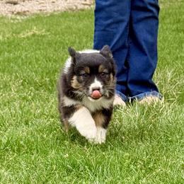 Jam - Black tri-color female Australian Shepherd puppy in Ashland, Ohio from SS Australian Shepherds