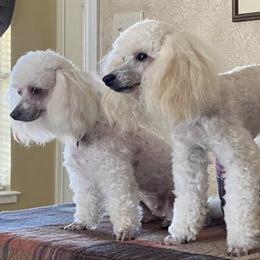 Poodles from Lynette's Toy Poodles