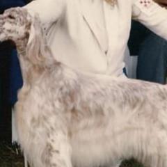 English Setters from Trailstarsetters