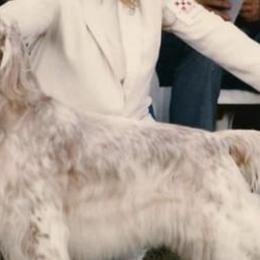 English Setters from Trailstarsetters