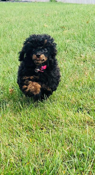 Annie