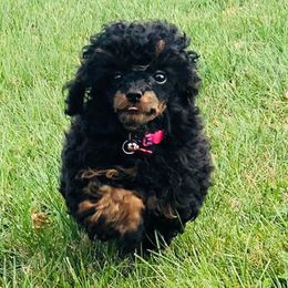 Annie - Havapoo
