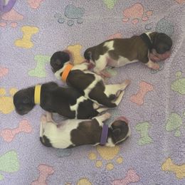 Shih Tzu puppies from Kimberly's Heavenly Shih Tzus