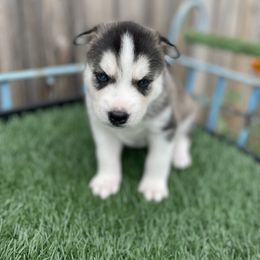 Siberian Husky Puppies from Husky Love and Pups