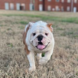 Kody - Bulldog