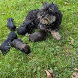 Havanese puppies from Charlotte Landry