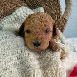 Tender - Red  female Poodle puppy in Concord, California from Golden State Good Dogs