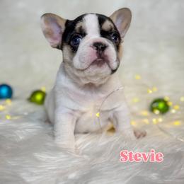 Stevie Wonder - Tricolors female French Bulldog puppy in Sterling Heights, Michigan from Freshwater Frenchies