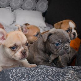 French Bulldog Puppies from Wilson Frenchies
