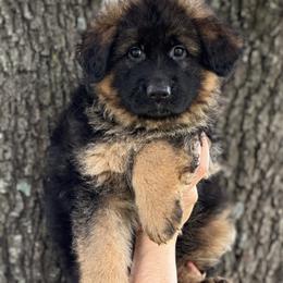 Yellow Boy - Black and red male German Shepherd puppy in Gunter, Texas from Gunter Gables German Shepherds