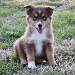 Paris - Red tri female Miniature Australian Shepherd puppy in Evant, Texas from Lazy VT Bar Ranch